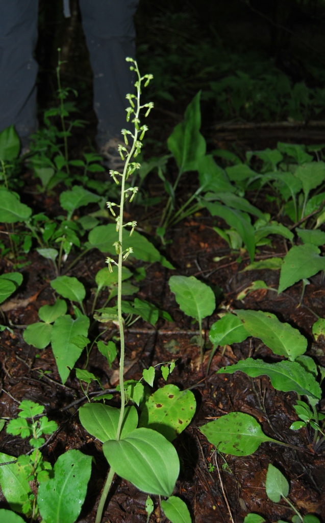 Listera ovata